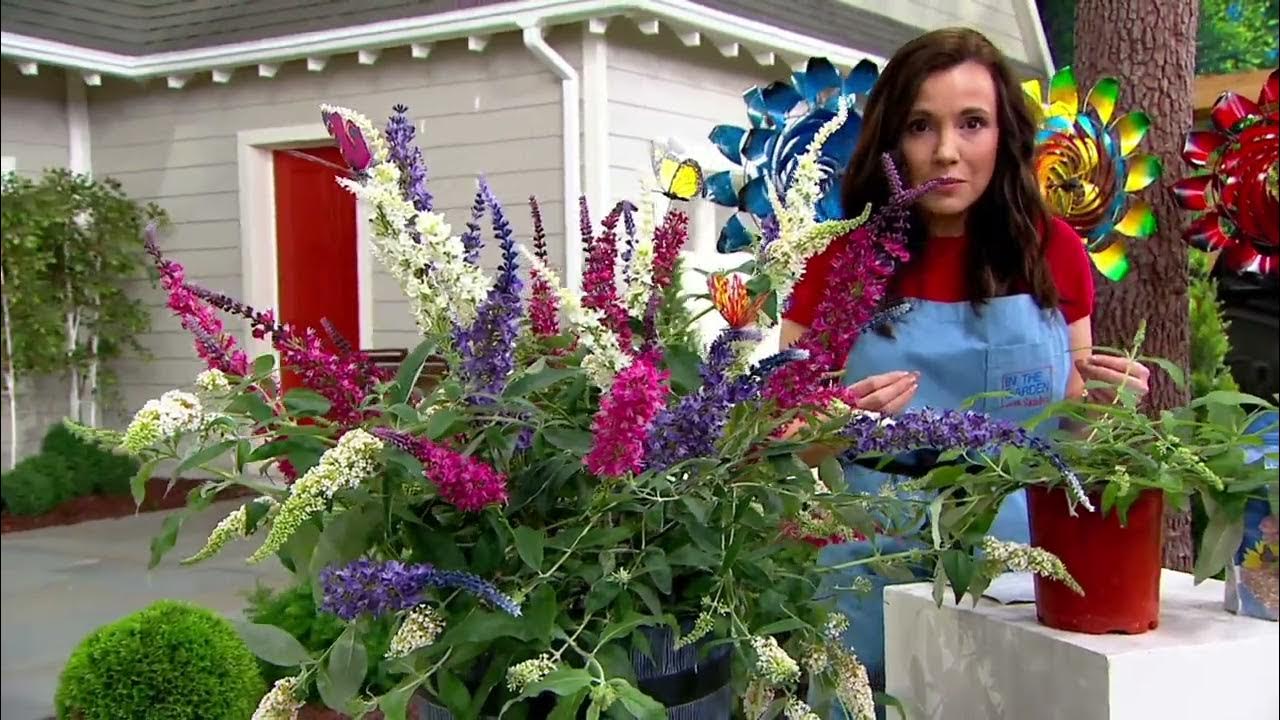 Phillip Watson Designs 3in1 Combo Live Butterfly Bushes on QVC YouTube