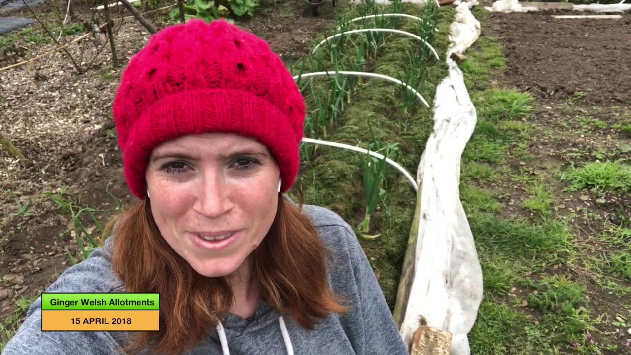 Ginger Welsh Allotments 051 Planting out a few items on the plot YouTube