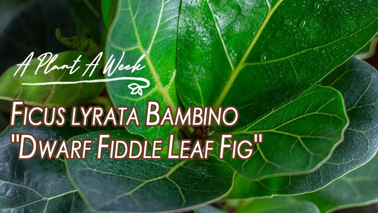Ficus lyrata Bambino "Dwarf Fiddle Leaf Fig" Care | A Plant A Week