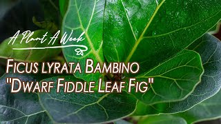 Ficus Lyrata Bambino Dwarf Fiddle Leaf Fig Care A Plant A Week