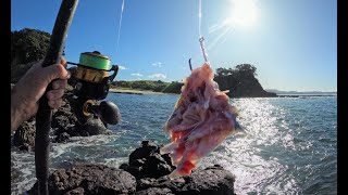 Hunting  Big  Snapper