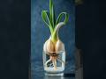 Garlic growing in water 🤤 #garlic #garden #plants #gardening #youtubeshorts