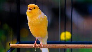 KENARI JENIS APAPUN PASTI RESPON, PANCINGAN SUARA KENARI GACOR DOR DURASI PANJANG