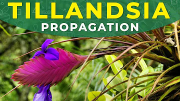 Pode plantar Tillandsia na Terra?