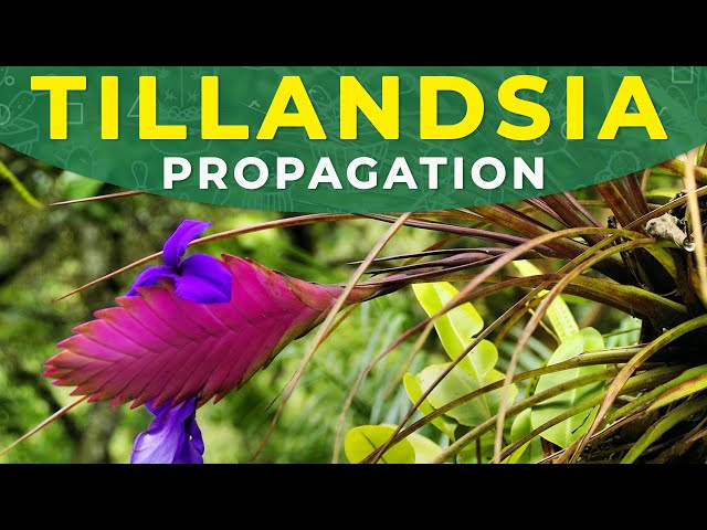 TILLANDSIA CYANEA PROPAGATION | Rooting process, care for the
