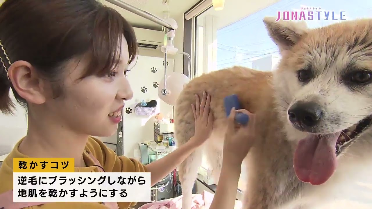 ジョナスタイル11月24日ジョナゴールドがトリマーに挑戦！