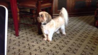 Bailey - Adorable Deaf Dog Screams For Attention Dog Sounds Like Siren Or Screaming Child