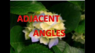 Adjacent angles(Grade 8 - Mathematics)
