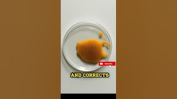 This Blob Solved a Maze… Without a Brain..🤯🤯 #didyouknow #facts #wildlife #animals #sciencefacts