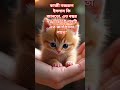 Tiny cute Cat picture with "Bulbuli" | Bulbuli Song #shorts #bulbuli  #সব #বুলবুলি