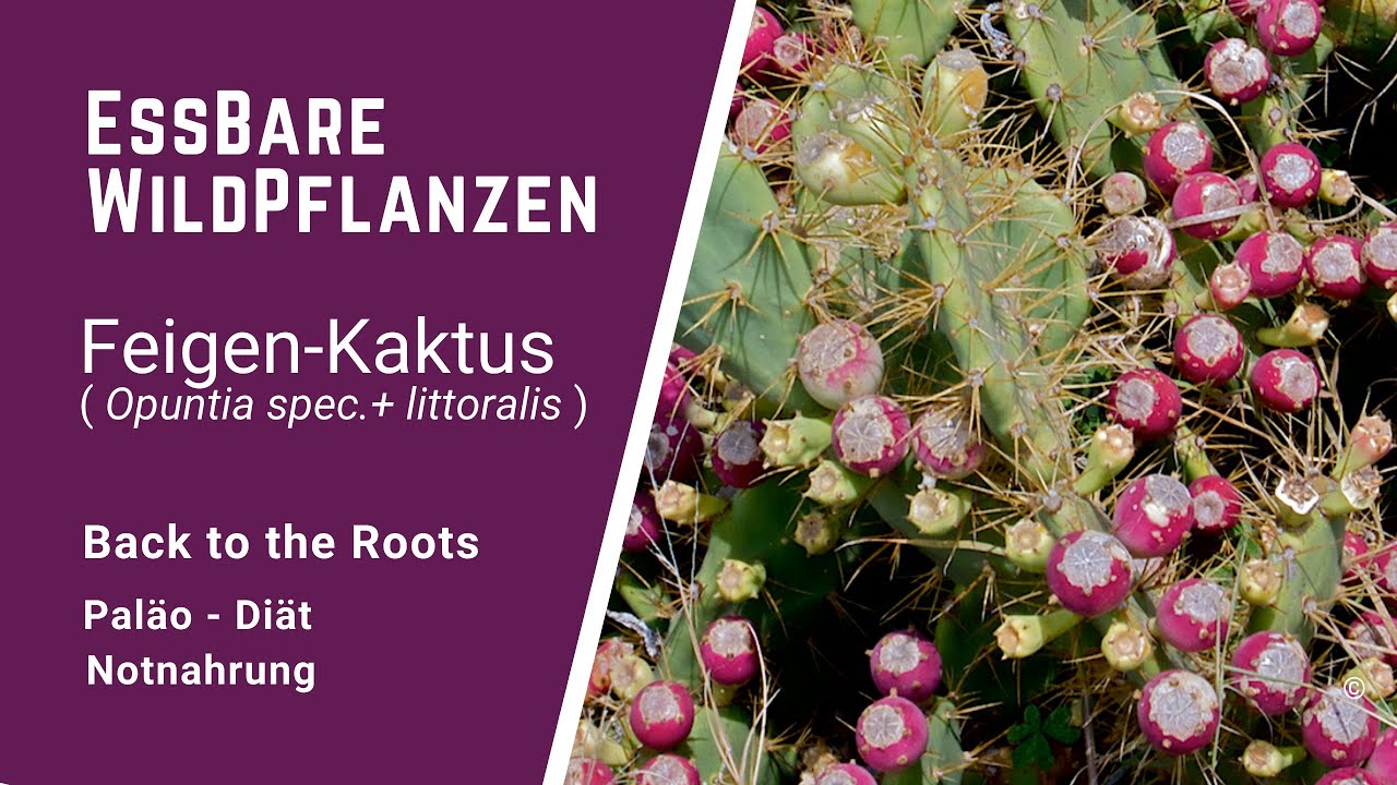 Essbare Wildpflanzen: Kaktus Frucht, eine Leckerei zwischendurch.