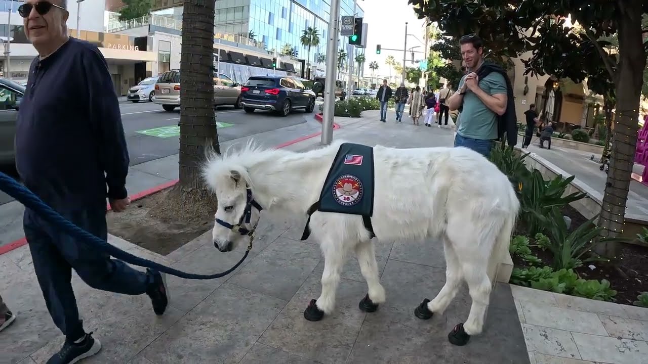 Lt. Rowdy Mini Horse Representing Valley Community Cavalry First Time @ Rodeo Drive 2023 (4 of 11)