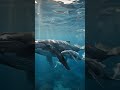 🐋 Giant Whale &amp; Baby Whale Underwater | Ocean Giants