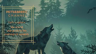 the red wolve || red wolves twilight howw || red wolves howling