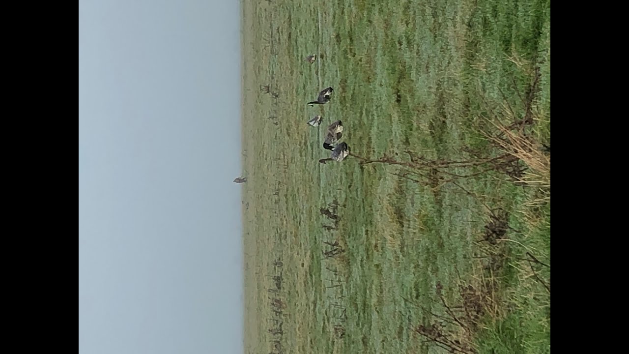 EP 32 - Can we shoot a Whitefront?