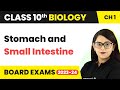 Stomach and Small Intestine - Life Process | Class 10 Biology