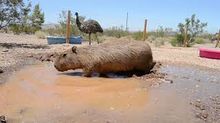 Capybara In The Mud