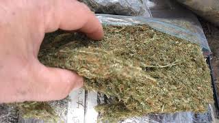 SATIVA LANDRACE _ TROPICAL  കഞ്ചാവ്