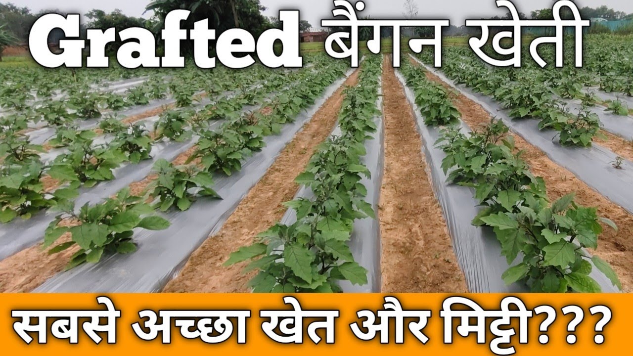Grafted baigan खेती में खेत और मिट्टी कैसी चाहिए?Soil and Land for Grafted Brinjal#grafted#ग्राफ्टेड