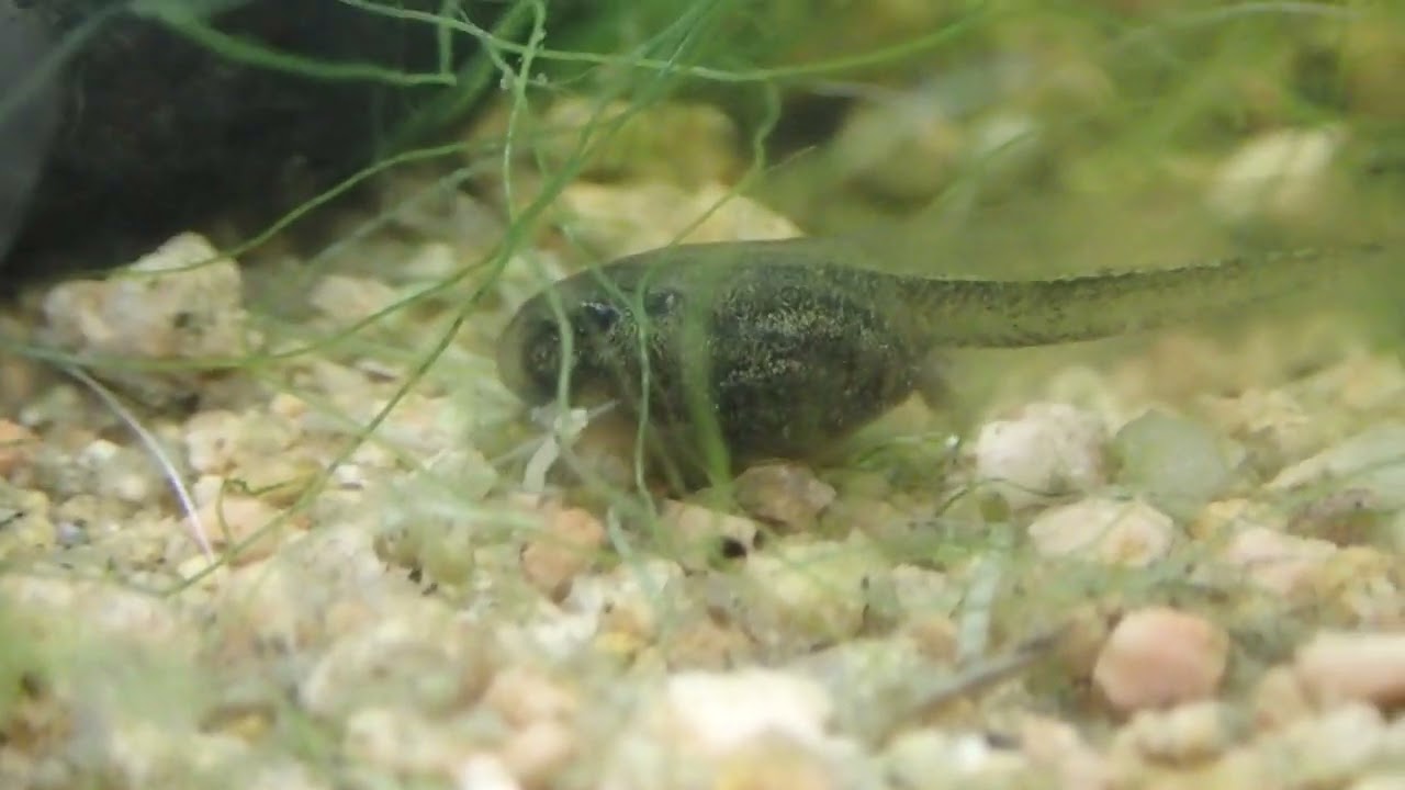 Discoglossus galganoi tadpole