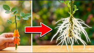 The secret to rose cuttings growing roots overnight – just orange peel! 🌹