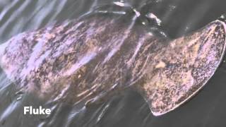 Manatees MSC 107