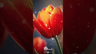 До слез красивая мелодия#shorts