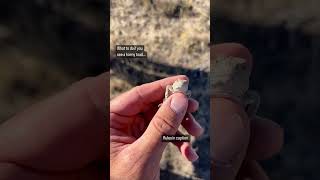 Little horny toad at the #ranch
