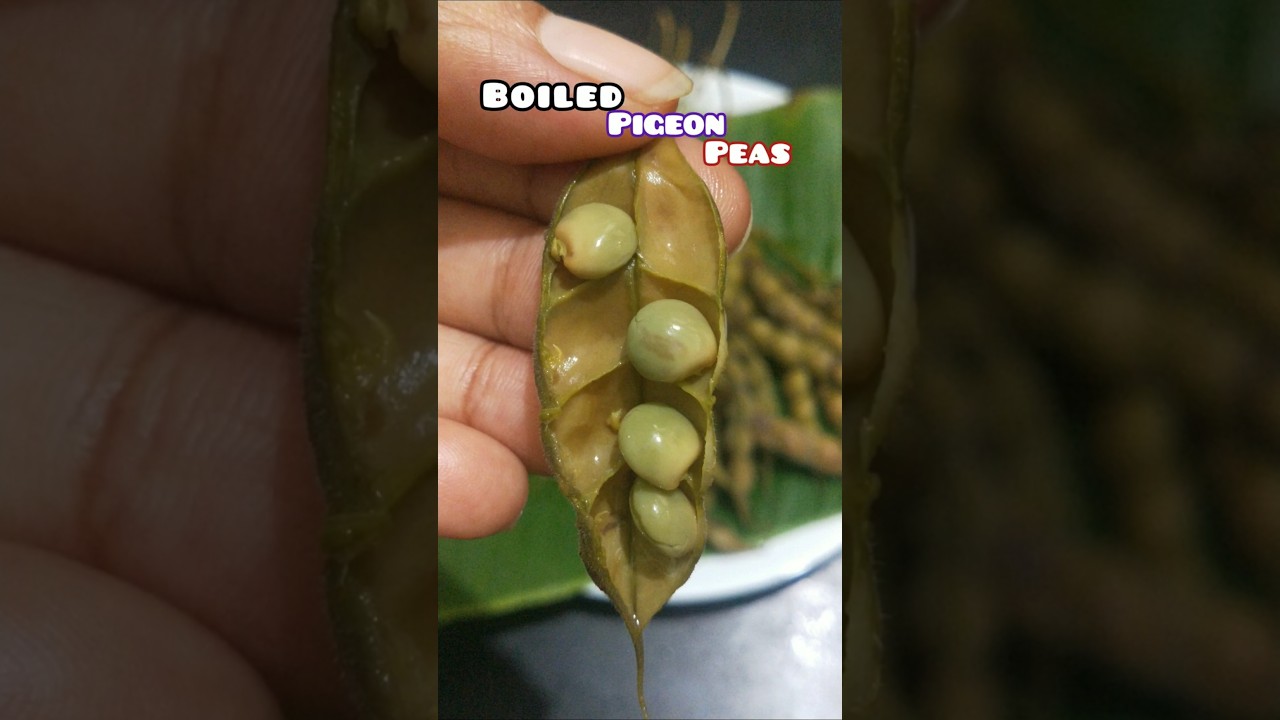Boiled Pigeon Peas | How to boil Green Pigeon Peas | కంది కాయలు |ತೊಗರಿ ಕಾಳು 
