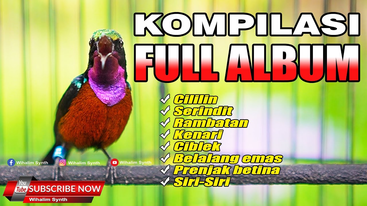 KOMPILASI MASTERAN KONIN JUARA FULL ISIAN JERNIH FULL ALBUM - COCOK UNTUK MASTERAN KOLIBRI NINJA !!