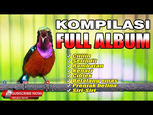 KOMPILASI MASTERAN KONIN JUARA FULL ISIAN JERNIH FULL ALBUM - COCOK UNTUK MASTERAN KOLIBRI NINJA !! class=