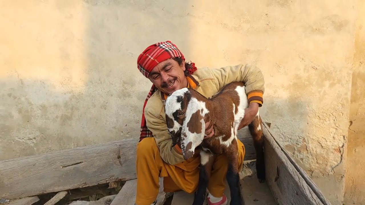 Number Daar Aur Bakra New Funny Video| Most Comedy Funny Video | Hd 2026