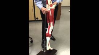 AP 1 lab leg muscles