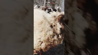 Watch Out Woolly Stampede