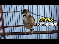 Download Lagu Kapas tembak malas bunyi|99% ikut nembak-nembak