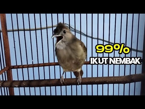 Pancingan kapas Tembak cepat merangsang bunyi ‼️99% ampuh