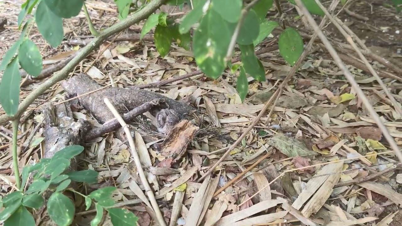 Aviary birds new chicks