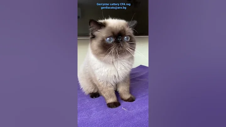 Watch the video about Exotic shorthair colorpoint #exoticshorthair #sealpoint #colorpoint #kitten