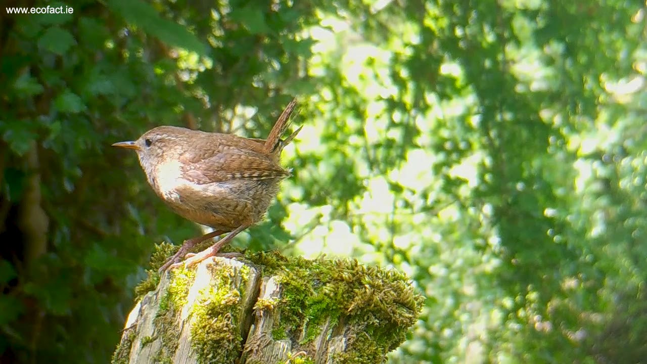 Wrens at a site in the Lower River Shannon area