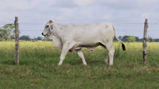 Lot 5: BRC Emmeline 813 (Scurred)