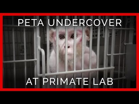 Workers Electroshock Monkey Penises in Depraved Lab | PETA Investigates