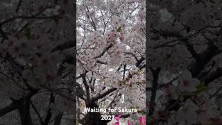 #sakura #tokyo #japanlife #japan #japantravel #japaneseculture #tokyotravel #discoverjapan