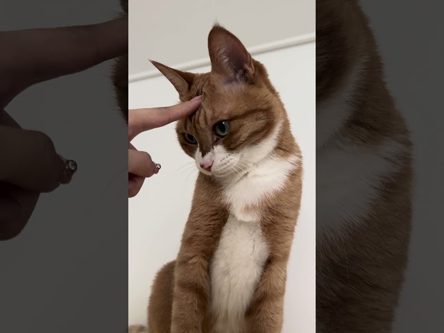 반항하는 고양이