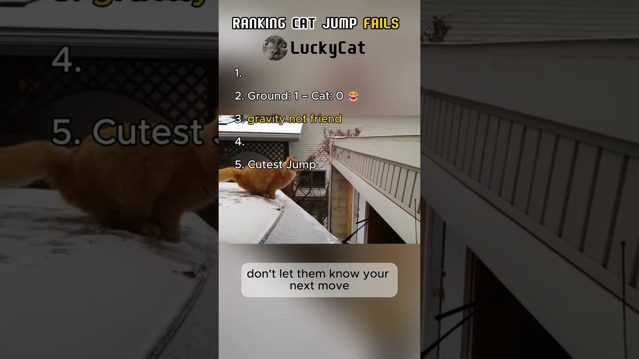 Ranking cat jump fails 