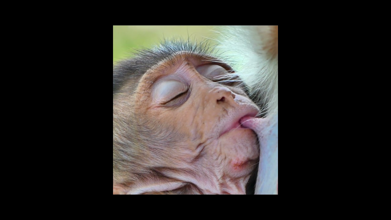 Really really.. funny when little baby monkey fall asleep when getting fresh milk 