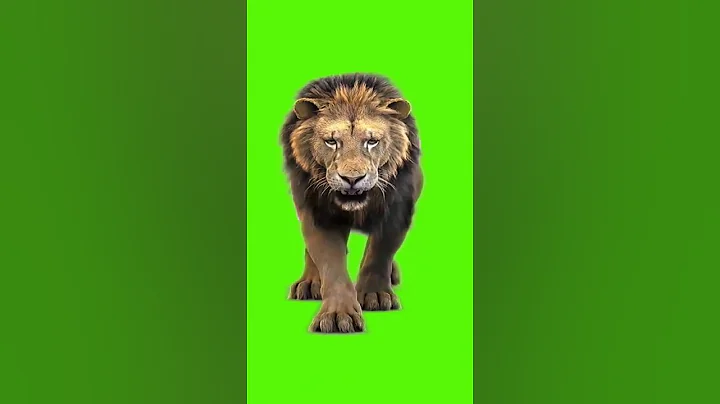 Lion Green screen effects for free #greenscreen #greeneffect #effect #screeneffect