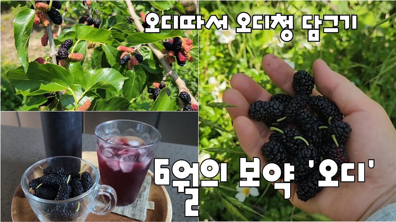 오디 따기 /오디청 만들기