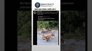 TİLKİ KOVALAYAN KEDİNİN SEVİMLİLİĞİ ÇOK GÜZEL DEĞİL Mİ 😍 #tilki #fox #kedi #hayvanlar #keşfet #like