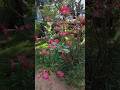 flowers gallery #garden #gardening #gardenlove #flowergarden #gardenlover #ytshorts #shorts