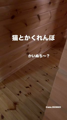 猫とかくれんぼ #猫 #cat #やんのかステップ